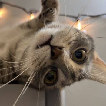 Rescue American Shorthair Cats for Adoption in Rochester, Minnesota - Lucy B. | PetCurious