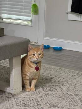 Whiskey Stephens -  Domestic Short Hair Cat for Adoption in Ellijay, Georgia - Whiskey Stephens | PetCurious