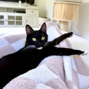 Domestic Short Hair Cats Available for Adoption in Austin, Texas - Spruce | PetCurious