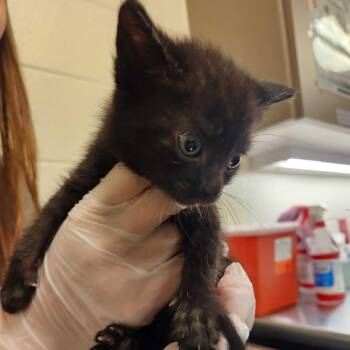 Domestic Short Hair Cats Available for Adoption in Asheville, North Carolina - Licorice | PetCurious