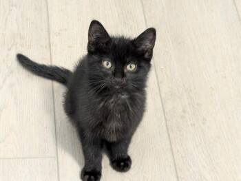 Domestic Short Hair Cats Available for Adoption in Fort Collins, Colorado - Garfunkel | PetCurious