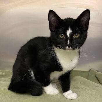 Rescue Domestic Short Hair Cats for Adoption in Elbow Lake, Minnesota - Basil | PetCurious