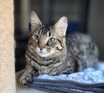 Domestic Medium Hair Cats Available for Adoption in Palmer, Alaska - Legacy | PetCurious
