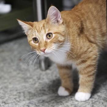 Destin -  Domestic Short Hair Cat for Adoption in Falls Church, Virginia - Destin | PetCurious