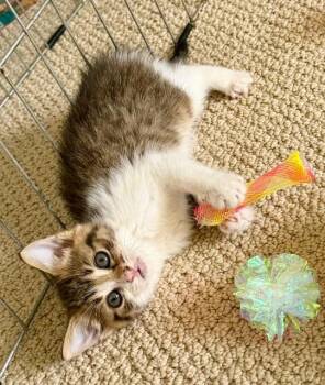 Frankincense -  Domestic Short Hair Cat for Adoption in Cincinnati, Ohio - Frankincense | PetCurious
