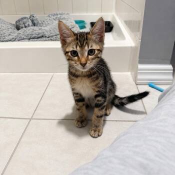 Daydream -  Domestic Short Hair and Tabby Cat for Adoption in Mastic, New York - Daydream | PetCurious