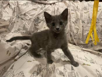 Cinder -  Domestic Medium Hair Cat for Adoption in Diamond Springs, California - Cinder | PetCurious