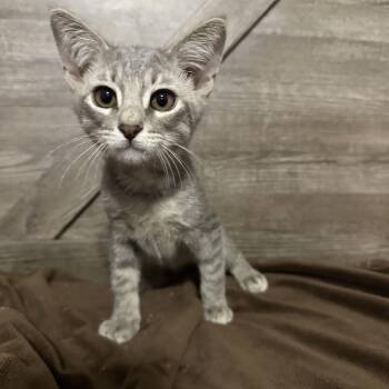 Bullseye -  Domestic Short Hair Cat for Adoption in San Tan Valley, Arizona - Bullseye | PetCurious