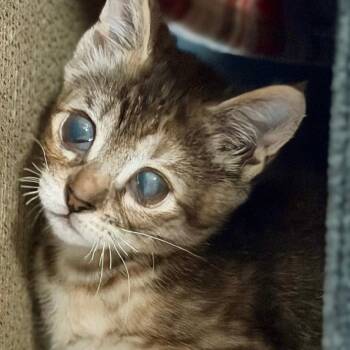 Poppy Seed Muffin -  Domestic Short Hair Cat for Adoption in Dallas, Texas - Poppy Seed Muffin | PetCurious