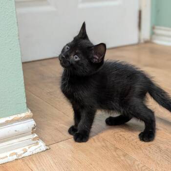 Domestic Short Hair Cats Available for Adoption in Leander, Texas - Bello | PetCurious
