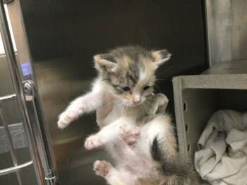 UBE -  Domestic Short Hair Cat for Adoption in Thousand Palms, California - UBE | PetCurious