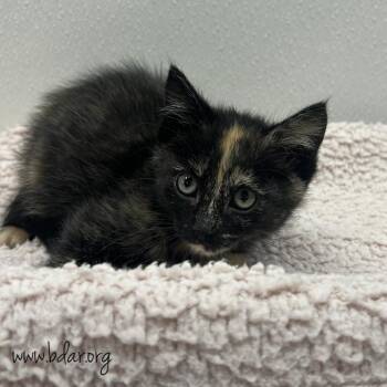 Pencil -  Domestic Short Hair Cat for Adoption in Cheyenne, Wyoming - Pencil | PetCurious