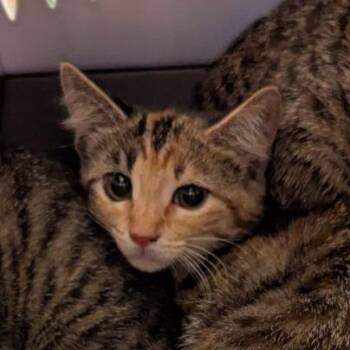 Rose -  Domestic Short Hair Cat for Adoption in Lynchburg, Virginia - Rose | PetCurious