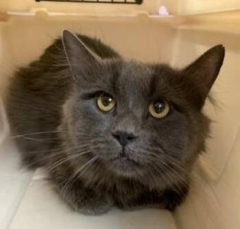 Domestic Short Hair Cats Available for Adoption - Stormy | PetCurious