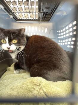 Domestic Short Hair Cats Available for Adoption in Palmetto, Florida - SARAH | PetCurious