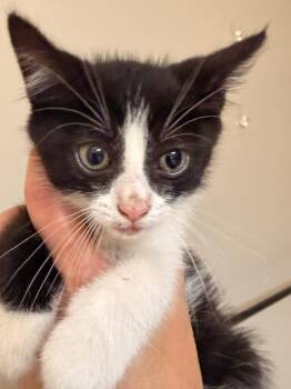 TJ Maxx -  Domestic Short Hair Cat for Adoption in Newnan, Georgia - TJ Maxx | PetCurious