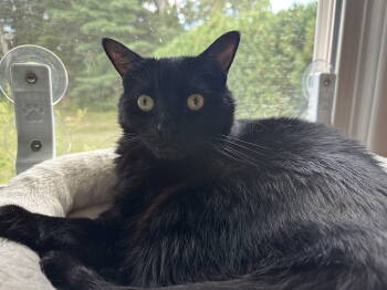 Rescue Domestic Medium Hair Cats for Adoption in Naugatuck, Connecticut - Malkia | PetCurious