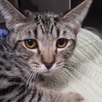 Fez -  Domestic Short Hair Cat for Adoption in Spokane, Washington - Fez | PetCurious