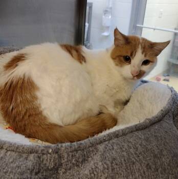 Rescue Domestic Short Hair Cats for Adoption in Pocatello, Idaho - Millie 35820 | PetCurious