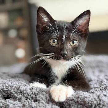 Comet (Sandy) -  Domestic Short Hair Cat for Adoption in Columbia, Illinois - Comet (Sandy) | PetCurious