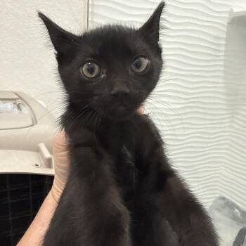 Buffalo -  Domestic Short Hair Cat for Adoption in NEW PT RICHEY, Florida - Buffalo | PetCurious