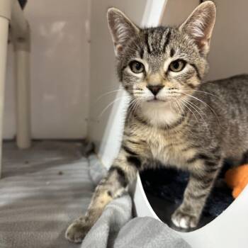Torrent -  Domestic Short Hair Cat for Adoption in Puslinch, Ontario - Torrent | PetCurious