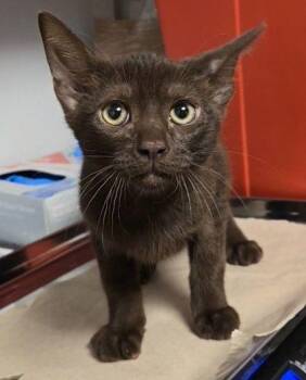 Steve Harrington -  Havana and Domestic Short Hair Cat for Adoption in Fresno, California - Steve Harrington | PetCurious