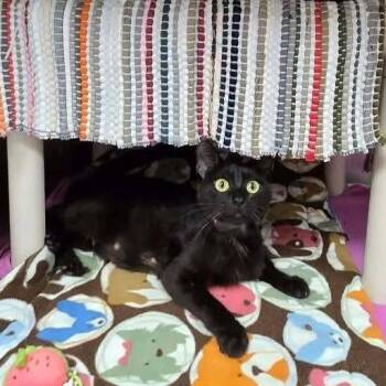 Maki -  Domestic Short Hair Cat for Adoption in Madison, Wisconsin - Maki | PetCurious