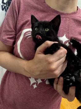 Spooky -  Domestic Short Hair Cat for Adoption in Glenfield, New York - Spooky | PetCurious