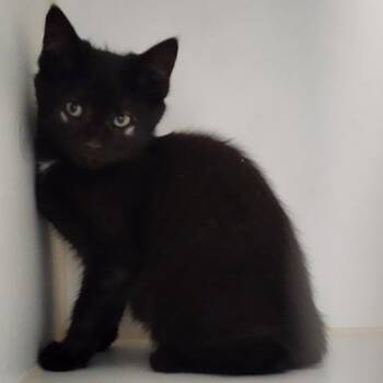 Ana -  Domestic Short Hair Cat for Adoption in Middletown, New York - Ana | PetCurious