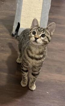 Poppy -  Domestic Short Hair Cat for Adoption in Rowlett, Texas - Poppy | PetCurious
