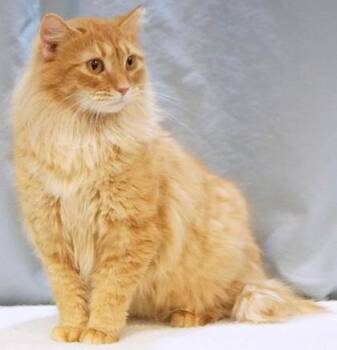 Saffy -  Domestic Medium Hair and Domestic Short Hair Cat Available for Adoption in Cincinnati, Ohio - Saffy | PetCurious