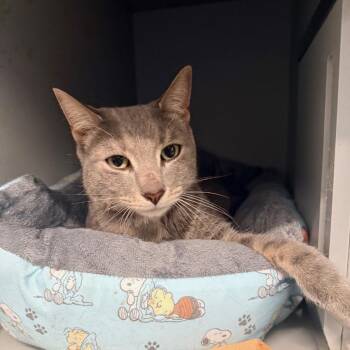 Fitufino -  Domestic Short Hair Cat for Adoption in Westhampton, New York - Fitufino | PetCurious
