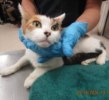 (648) -  Domestic Short Hair Cat for Adoption in Marietta, Georgia - (648) | PetCurious