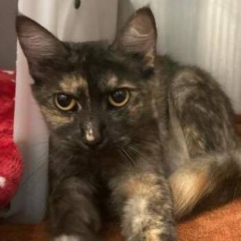 Beatriz -  Domestic Medium Hair Cat for Adoption in Jupiter, Florida - Beatriz | PetCurious