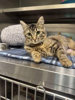 Razzmatazz -  Domestic Medium Hair Cat for Adoption in Hilton Head Island, South Carolina - Razzmatazz | PetCurious