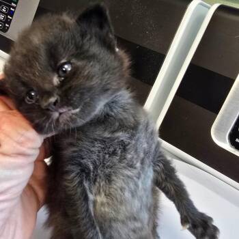 Steve Harvey -  Domestic Long Hair Cat Available for Adoption in Madisonville, Tennessee - Steve Harvey | PetCurious