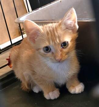 Dean -  American Shorthair Cat for Adoption in San Diego, California - Dean | PetCurious
