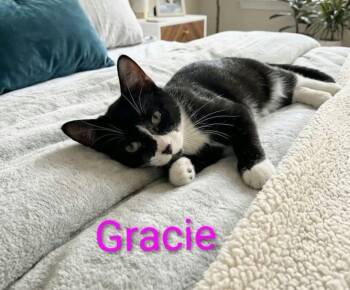 Gracie -  Domestic Short Hair Cat for Adoption in Wyandotte, Michigan - Gracie | PetCurious