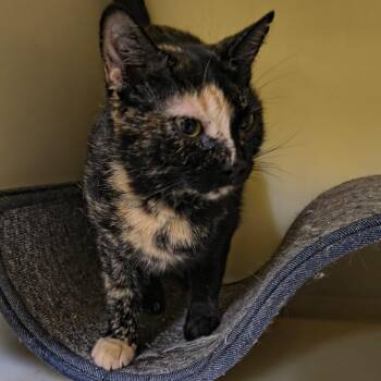 Zoe -  Domestic Short Hair Cat for Adoption in Laredo, Texas - Zoe | PetCurious