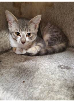 Rescue Domestic Short Hair Cats for Adoption in Brighton, Michigan - Louise | PetCurious