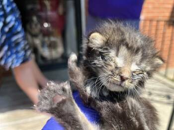 A800986 -  Domestic Short Hair Cat for Adoption in Louisville, Kentucky - A800986 | PetCurious