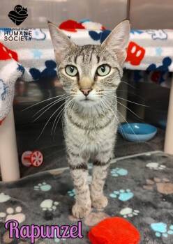 Rapunzel -  Domestic Short Hair Cat for Adoption in Heath, Ohio - Rapunzel | PetCurious