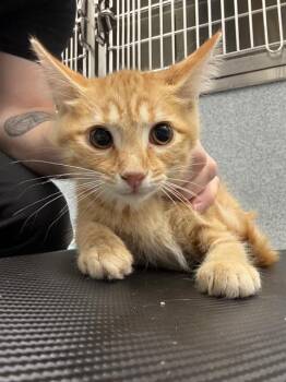 BABY SPICE -  Domestic Short Hair Cat for Adoption in Indianapolis, Indiana - BABY SPICE | PetCurious