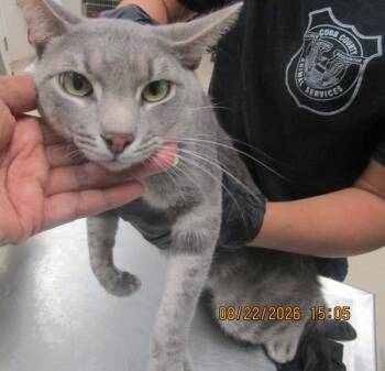(618) -  Domestic Short Hair Cat for Adoption in Marietta, Georgia - (618) | PetCurious