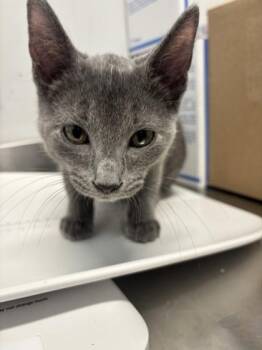 piglet -  Domestic Short Hair Cat for Adoption in West Chester, Pennsylvania - Piglet | PetCurious