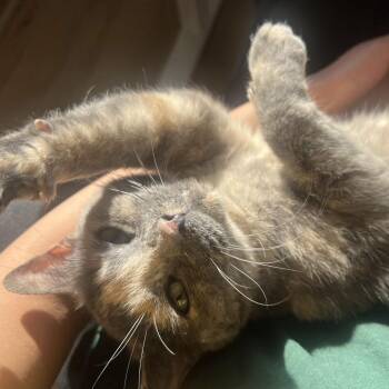 Hazel -  Domestic Short Hair and Mixed Breed Cat for Adoption in Chicago, Illinois - Hazel | PetCurious
