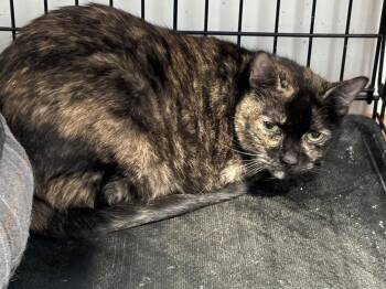 Domestic Short Hair Cats Available for Adoption - Mimosa JN | PetCurious