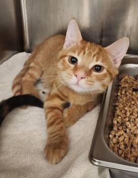 BETHANY -  Domestic Short Hair Cat for Adoption in Hagerstown, Maryland - BETHANY | PetCurious