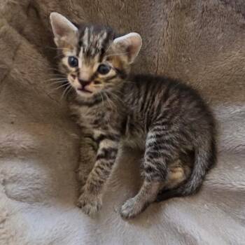 Haystack -  Domestic Short Hair Cat for Adoption in Long Beach, California - Haystack | PetCurious